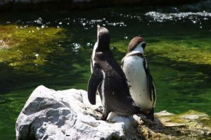 schonbrunni-allatkert-30